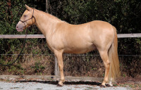 Vente de cheval : Ally's Golden Boy